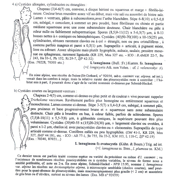 Inocybe lanuginosa da riconsiderare